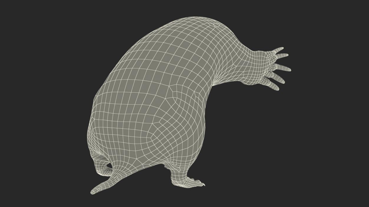 3D Mole Animal 2 model