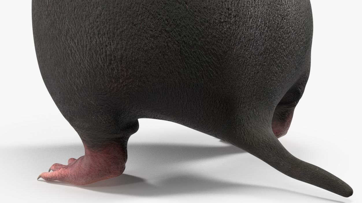 3D Mole Animal 2 model