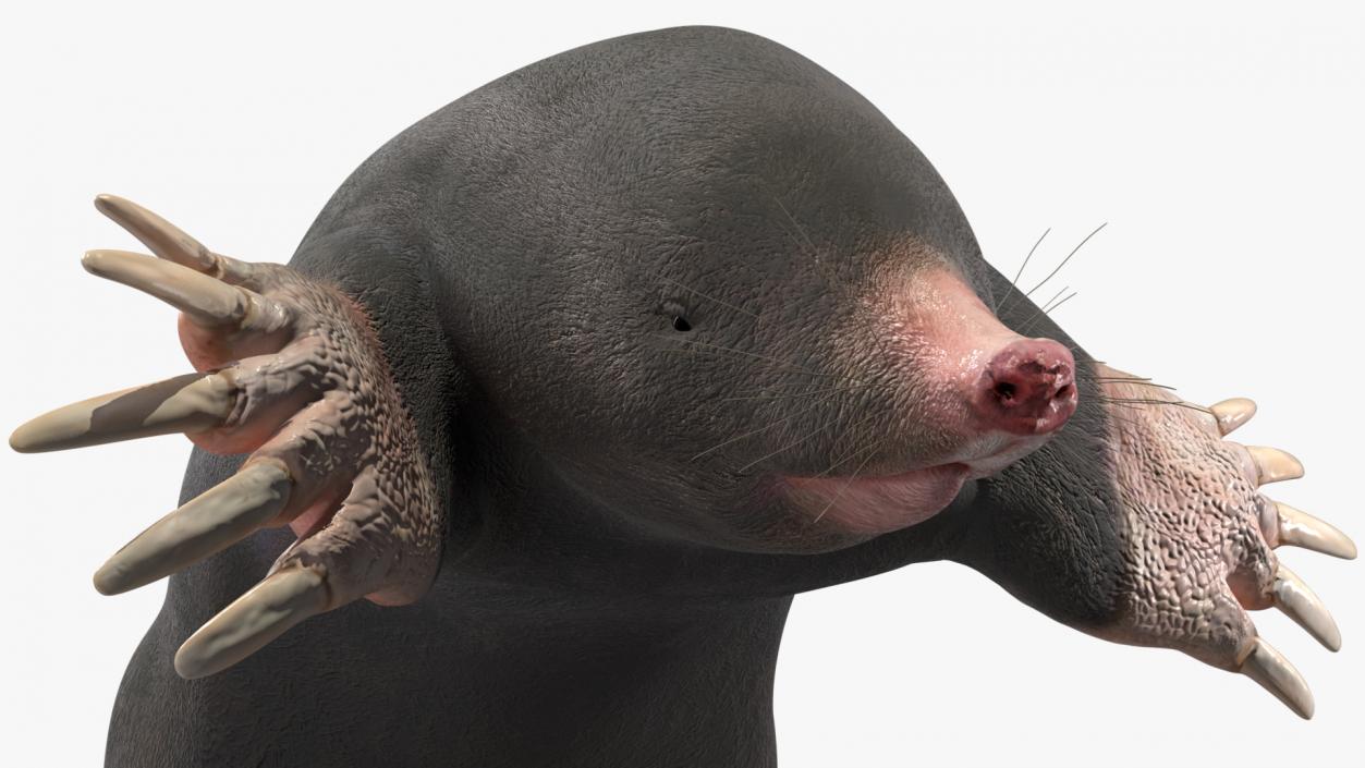 3D Mole Animal 2 model