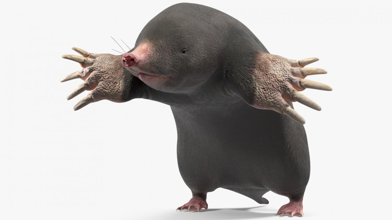 3D Mole Animal 2 model