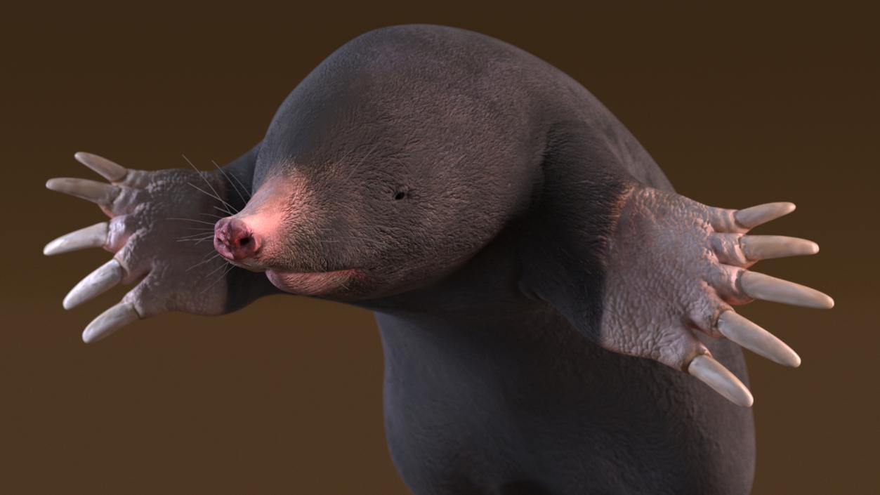 3D Mole Animal 2 model