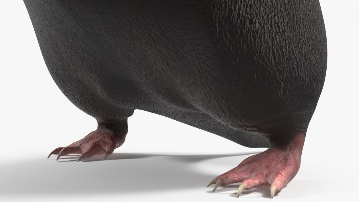 3D Mole Animal 2 model