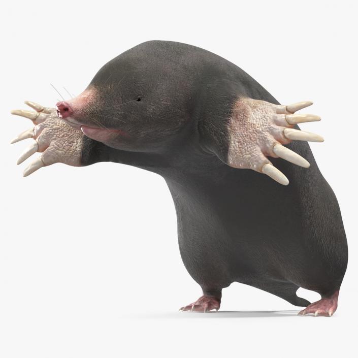 3D Mole Animal 2 model