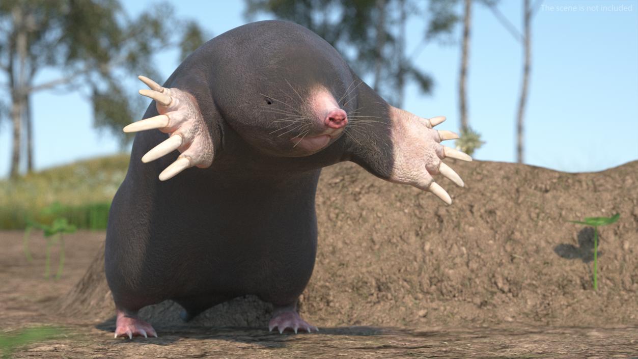 3D Mole Animal 2 model