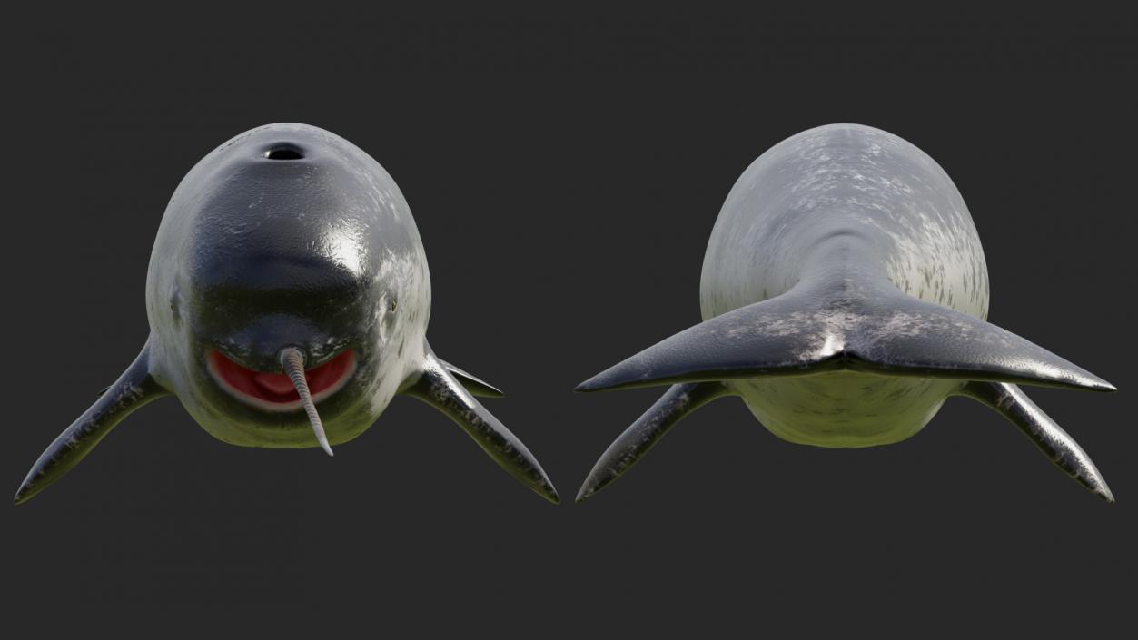 3D Toothed Whale Narwhal Rigged model