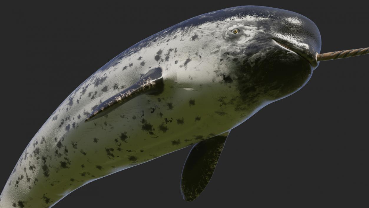 3D Toothed Whale Narwhal Rigged model