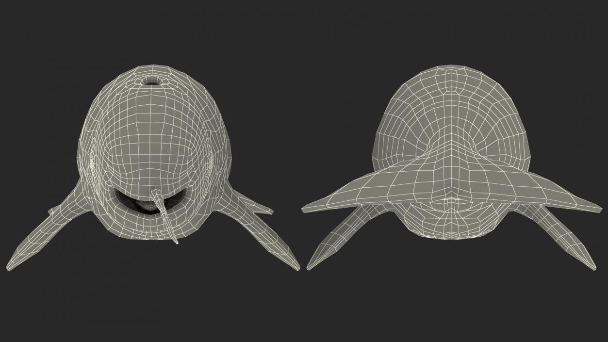 3D Toothed Whale Narwhal Rigged model