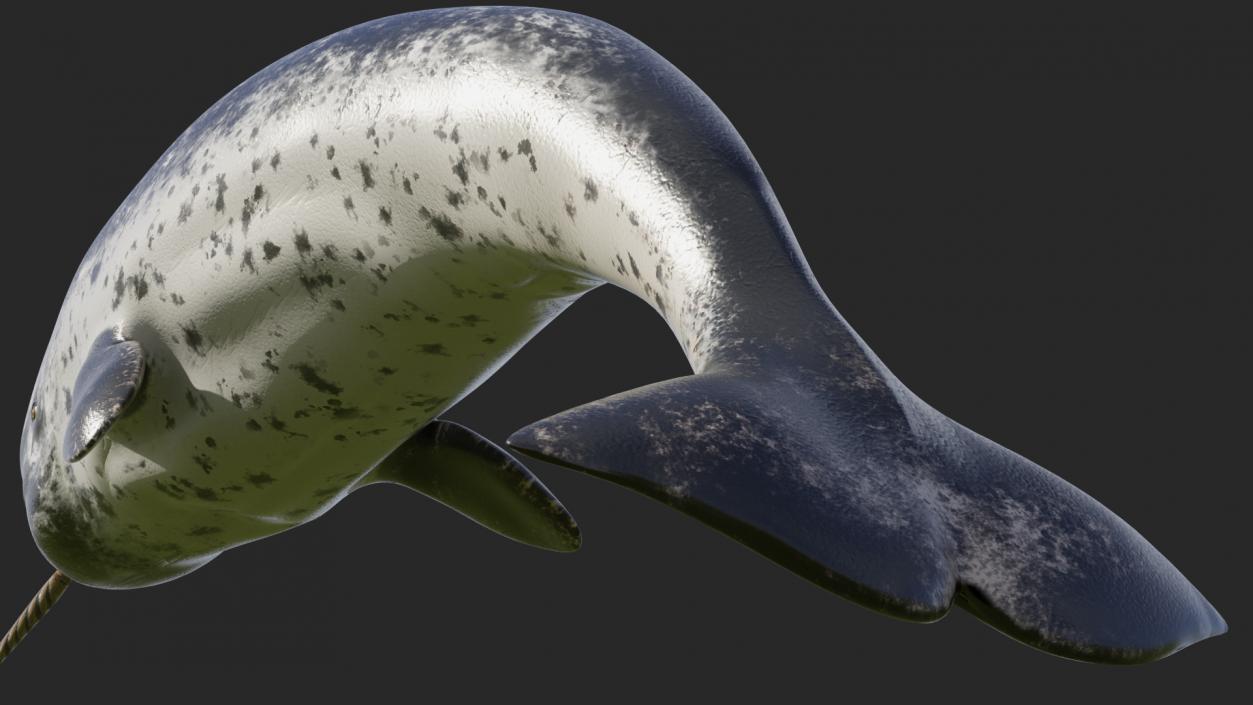 3D Toothed Whale Narwhal Rigged model