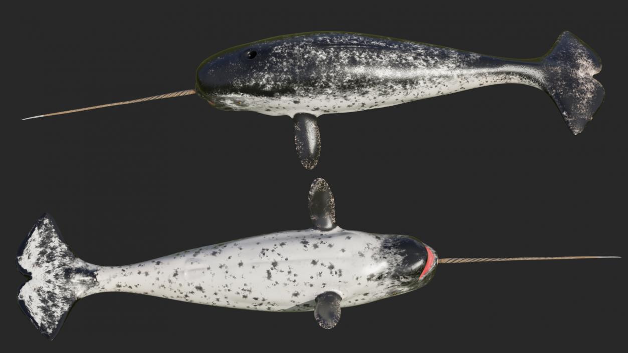 3D Toothed Whale Narwhal Rigged model