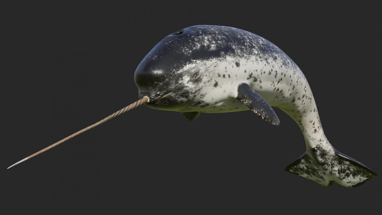 3D Toothed Whale Narwhal Rigged model