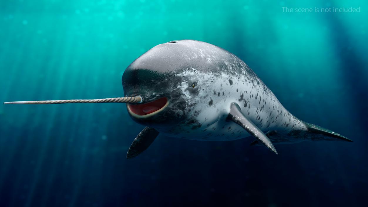 3D Toothed Whale Narwhal Rigged model