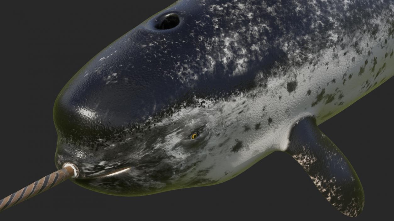 3D Toothed Whale Narwhal Rigged model