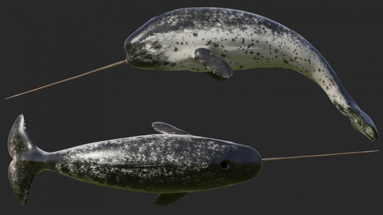 3D Toothed Whale Narwhal Rigged model