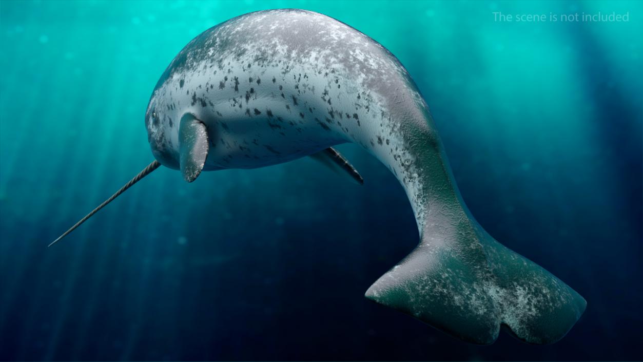 3D Toothed Whale Narwhal Rigged model