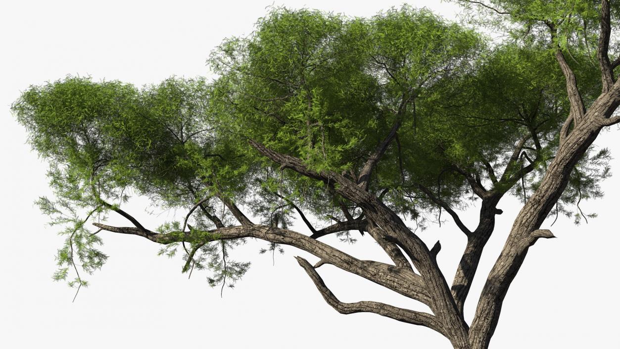 African Acacia Tree 3D model