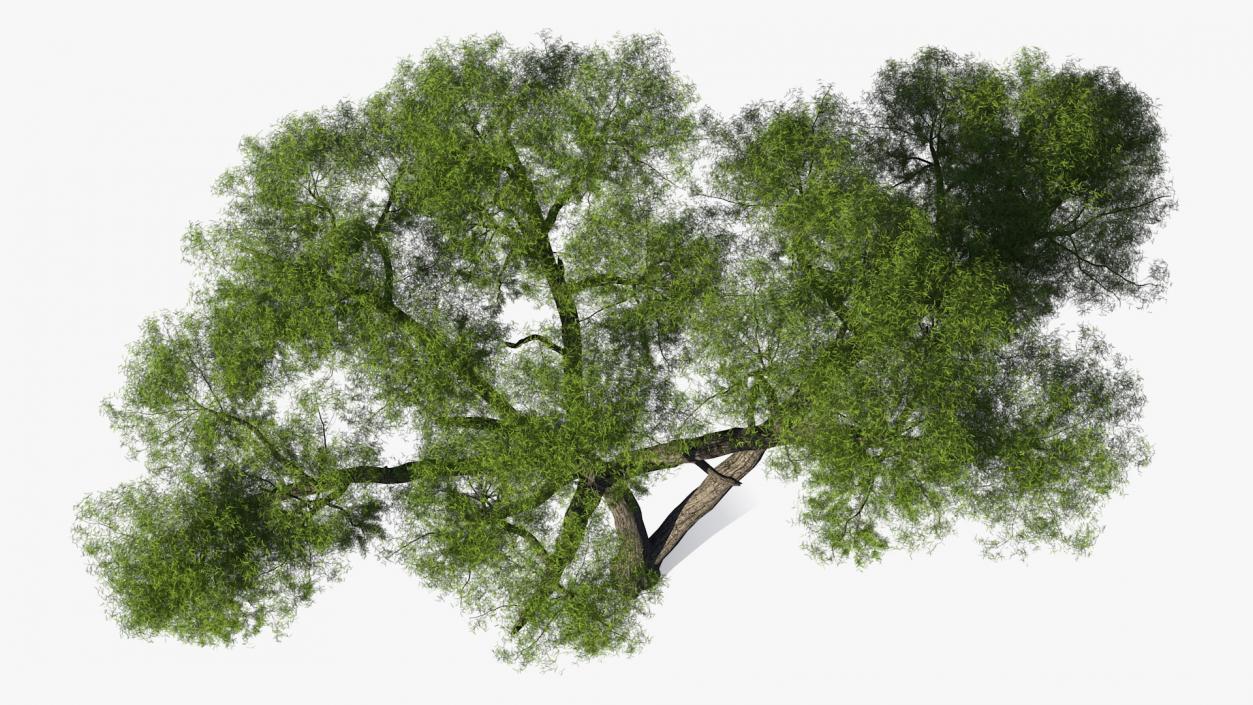 African Acacia Tree 3D model