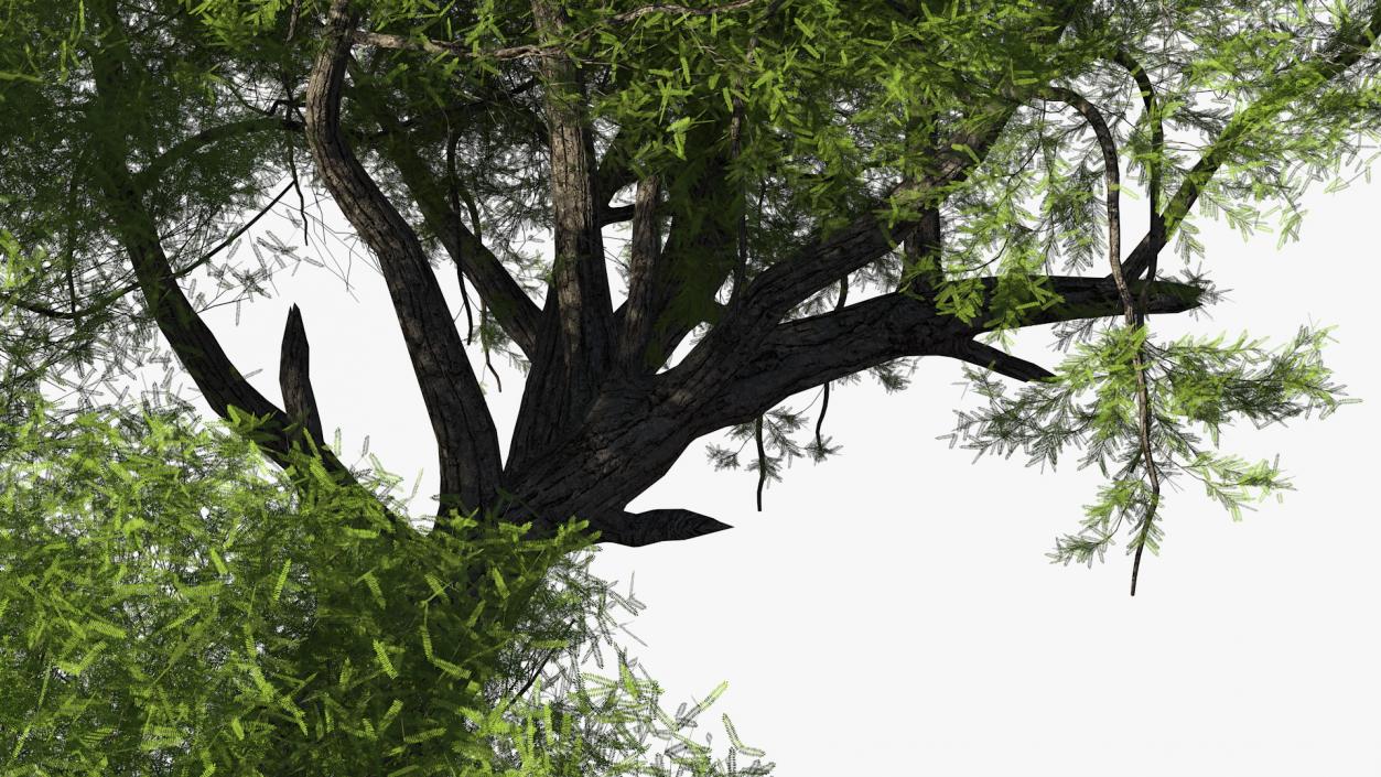 African Acacia Tree 3D model