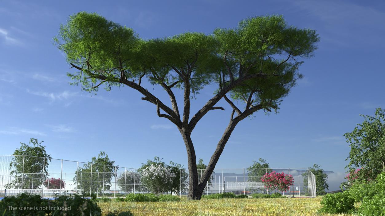 African Acacia Tree 3D model