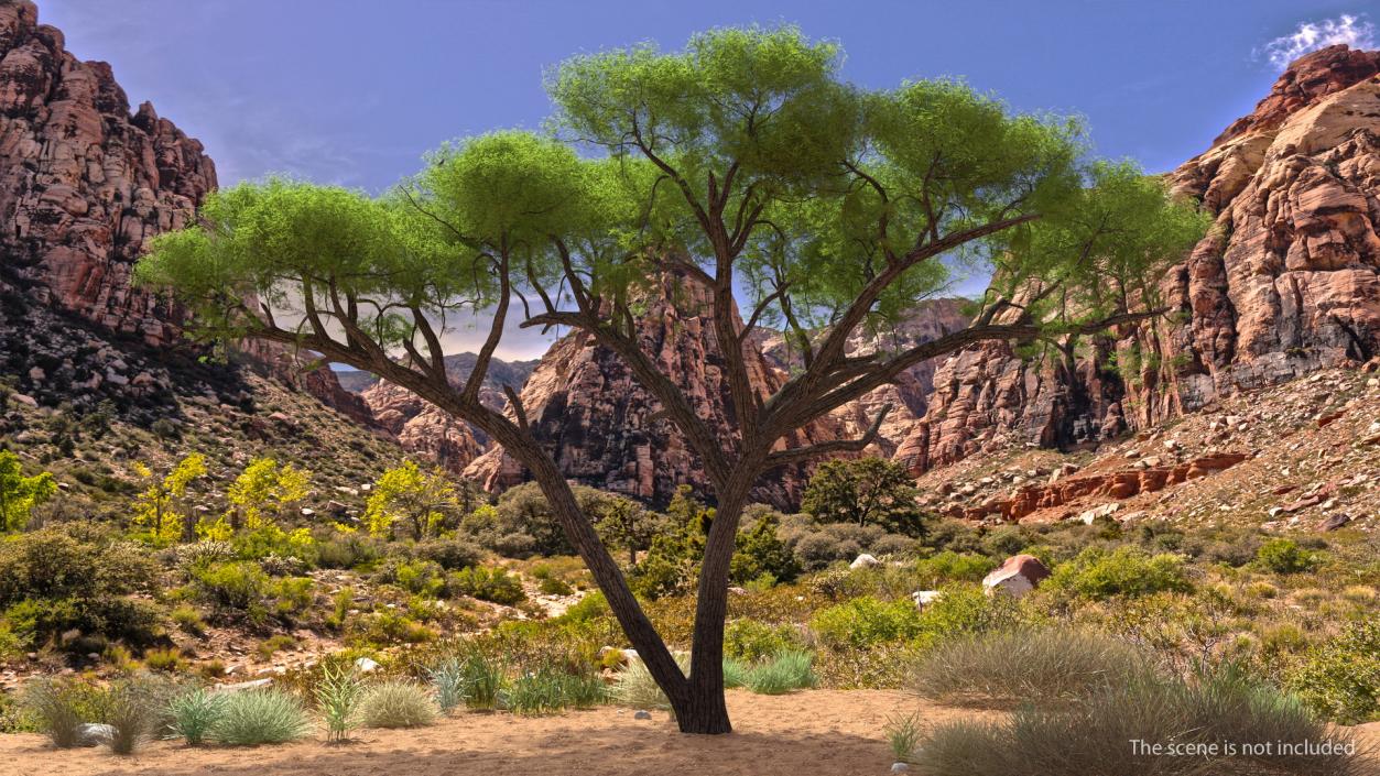 African Acacia Tree 3D model