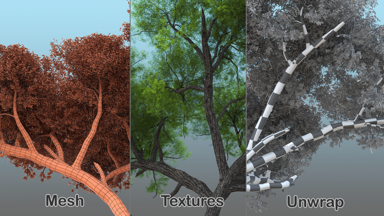 African Acacia Tree 3D model