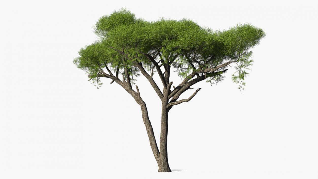 African Acacia Tree 3D model