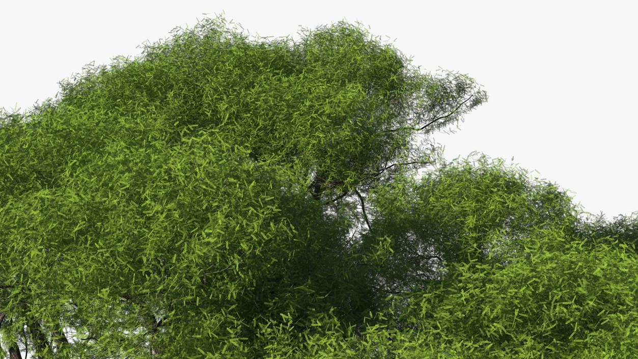 African Acacia Tree 3D model