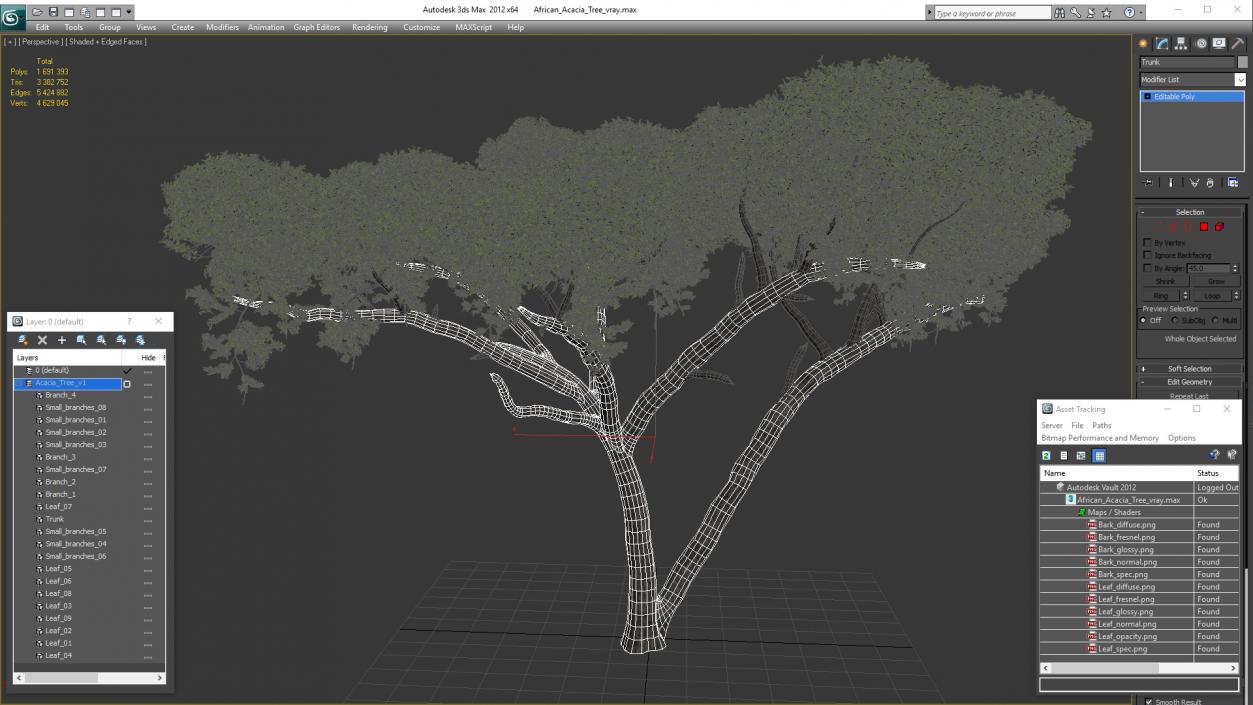 African Acacia Tree 3D model