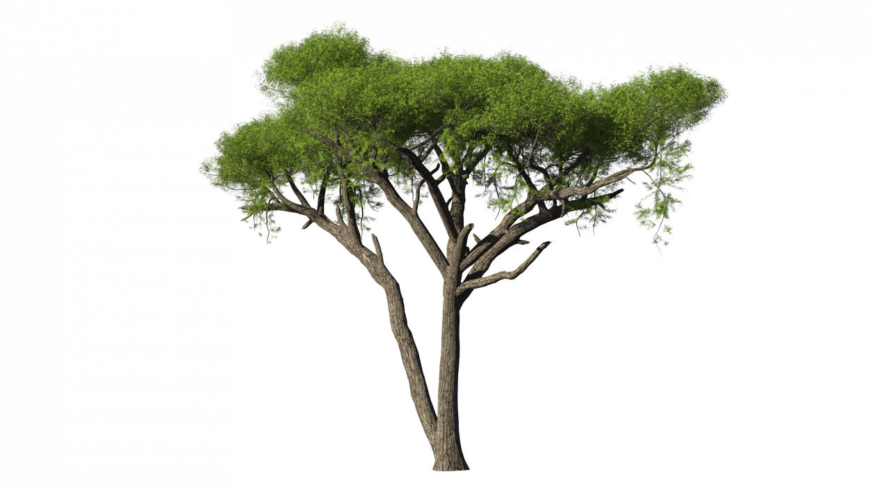 African Acacia Tree 3D model