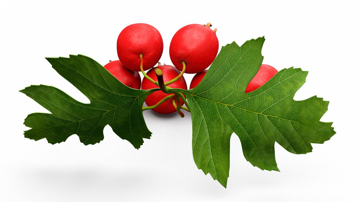 3D model Hawthorn Berry Branch Fur