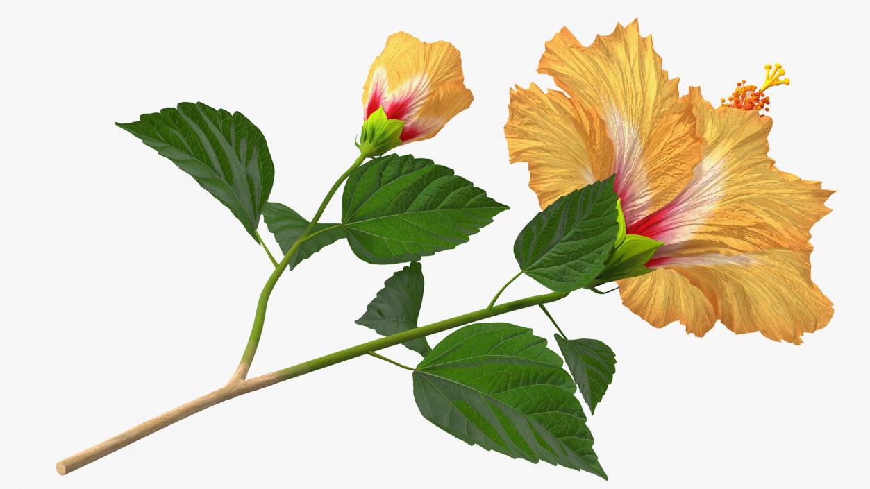 3D model Flowering Hibiscus Stem Orange