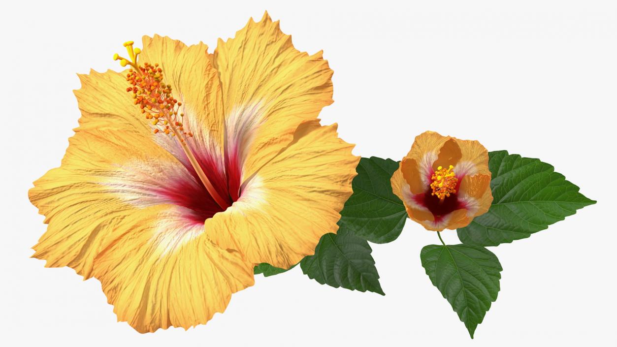 3D model Flowering Hibiscus Stem Orange