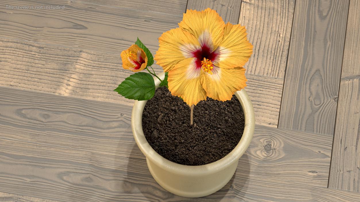 3D model Flowering Hibiscus Stem Orange