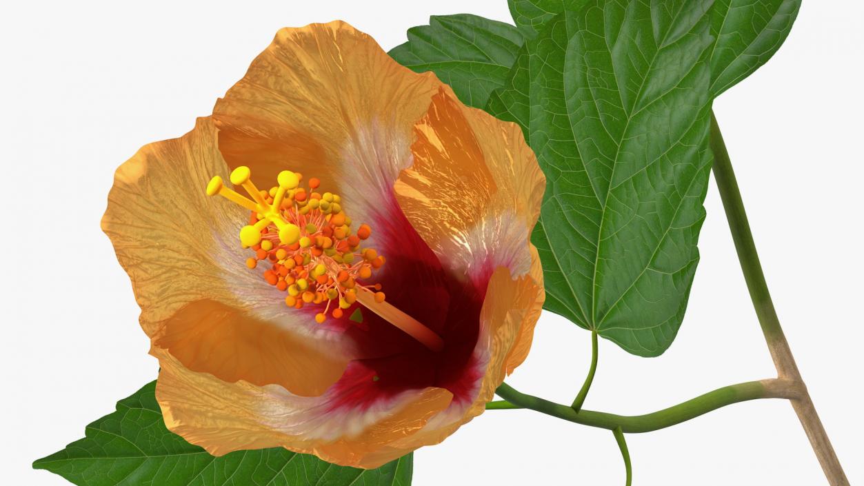 3D model Flowering Hibiscus Stem Orange