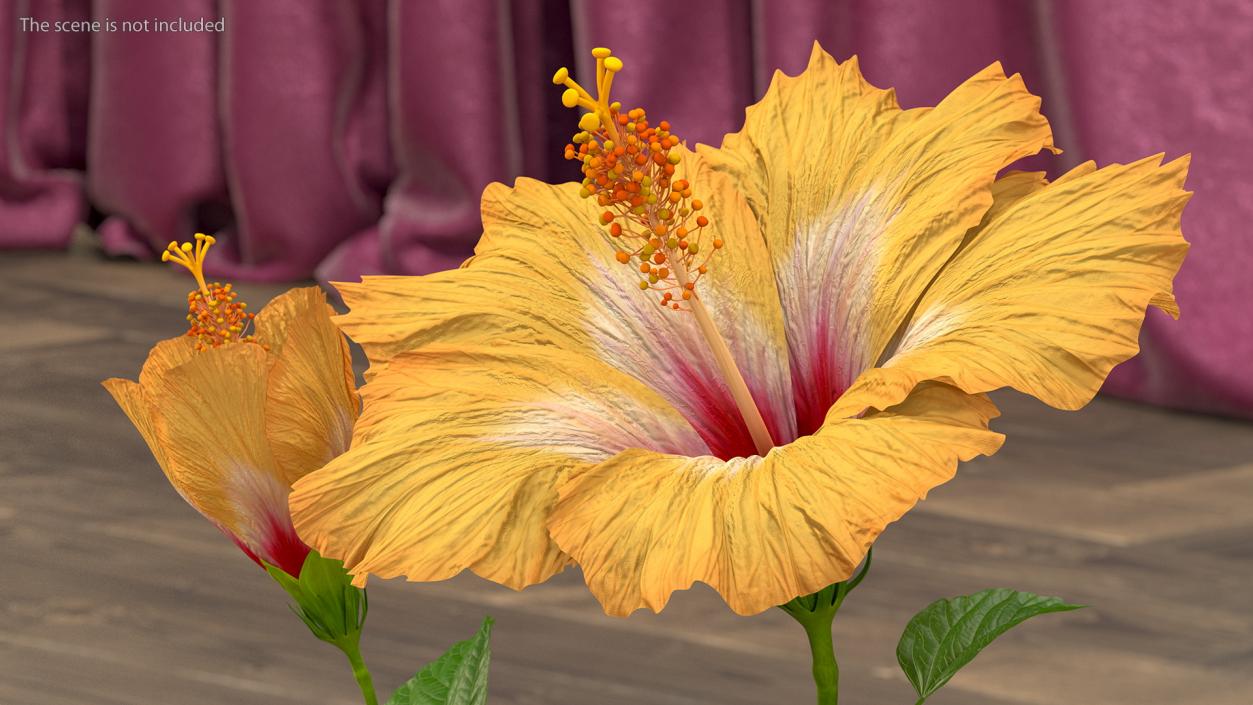 3D model Flowering Hibiscus Stem Orange