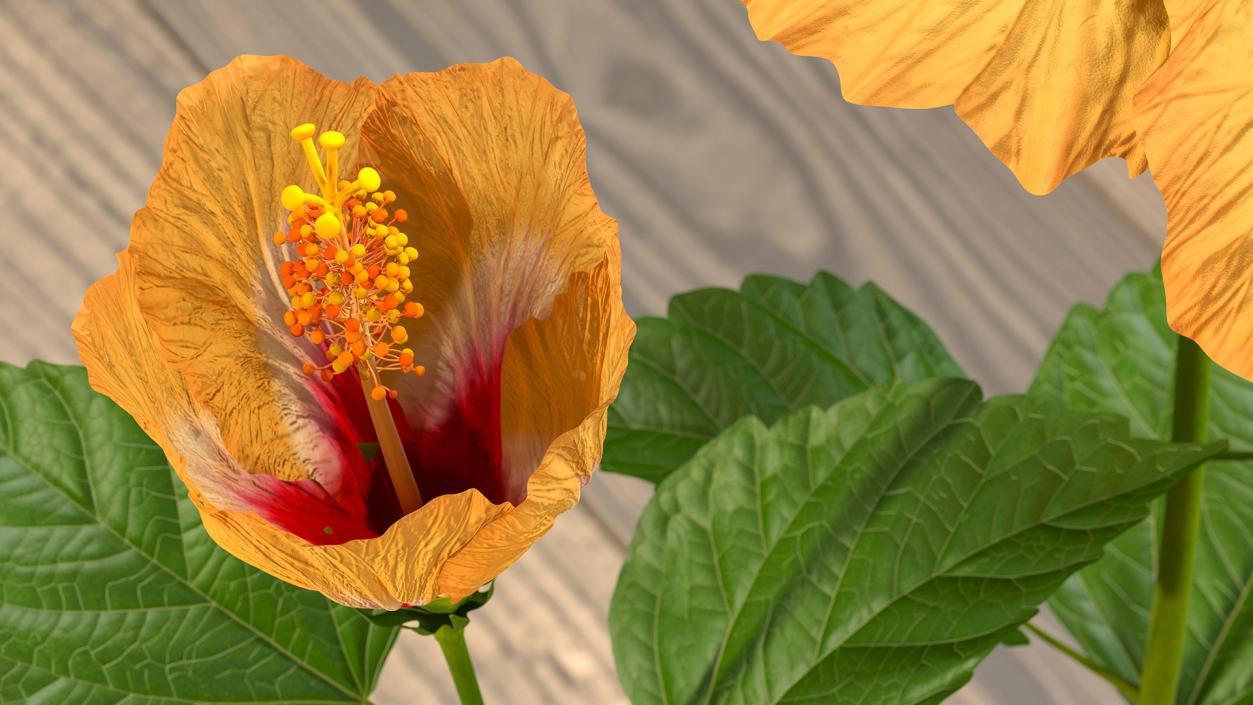 3D model Flowering Hibiscus Stem Orange