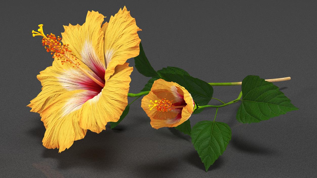 3D model Flowering Hibiscus Stem Orange