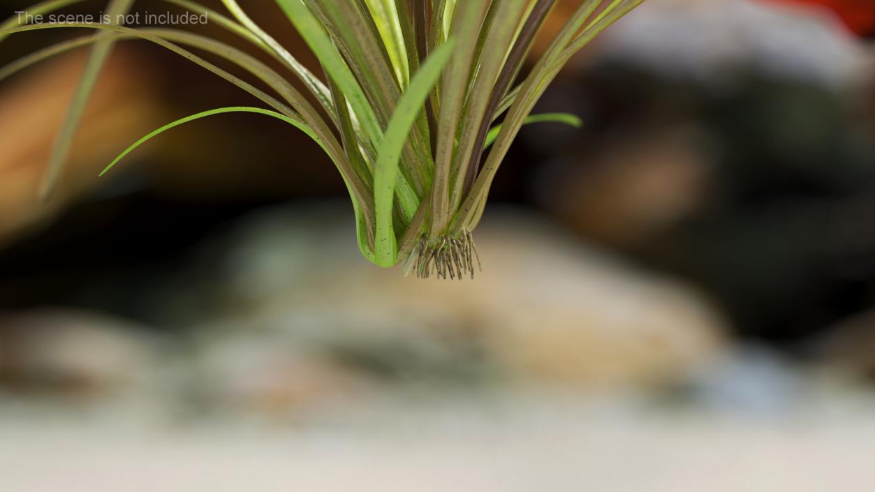 3D Aquarium Plants Collection