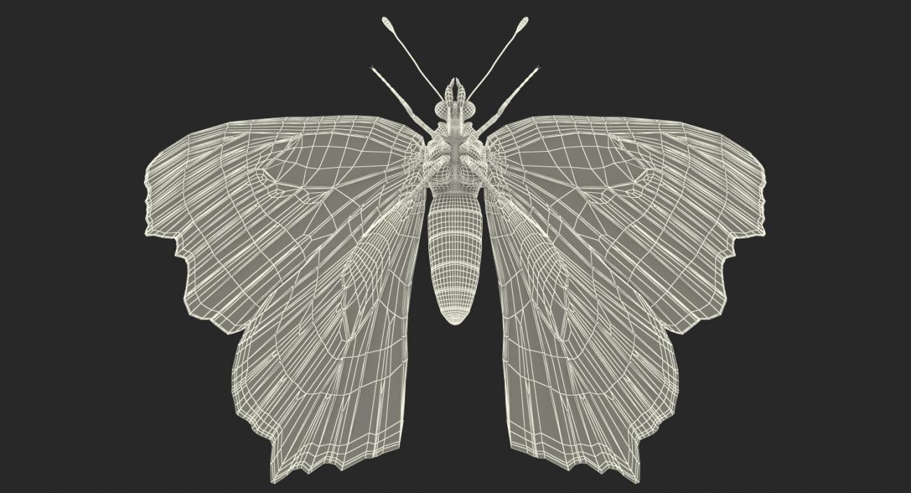 3D European Peacock Butterfly Rigged model