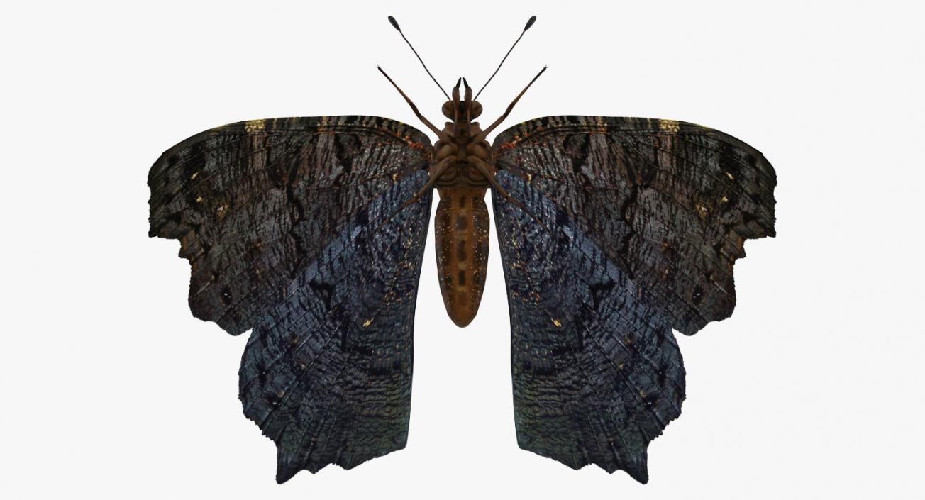 3D European Peacock Butterfly Rigged model