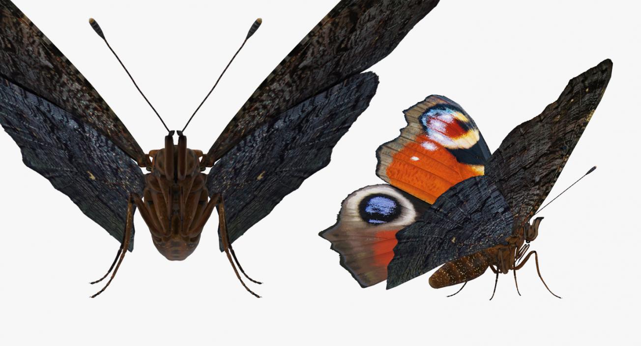 3D European Peacock Butterfly Rigged model