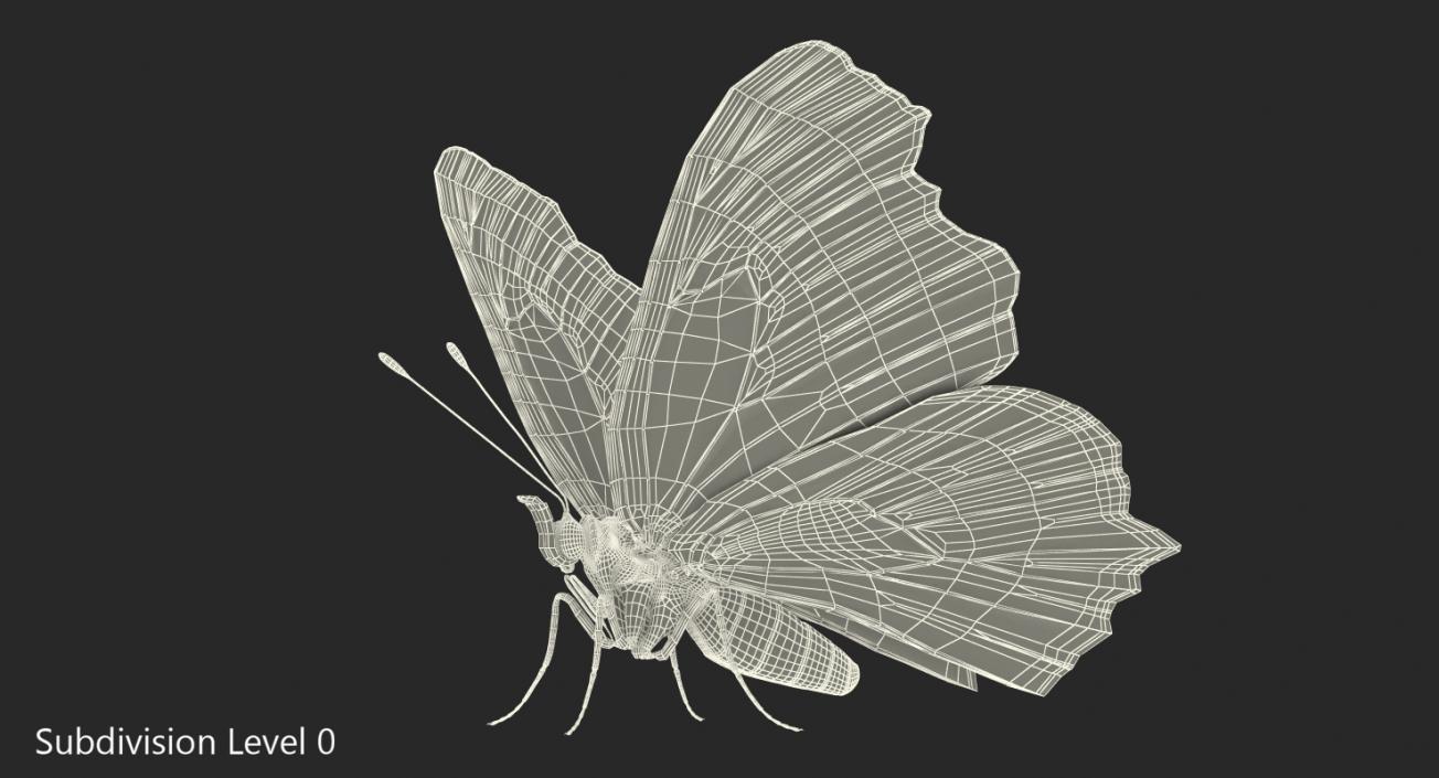 3D European Peacock Butterfly Rigged model