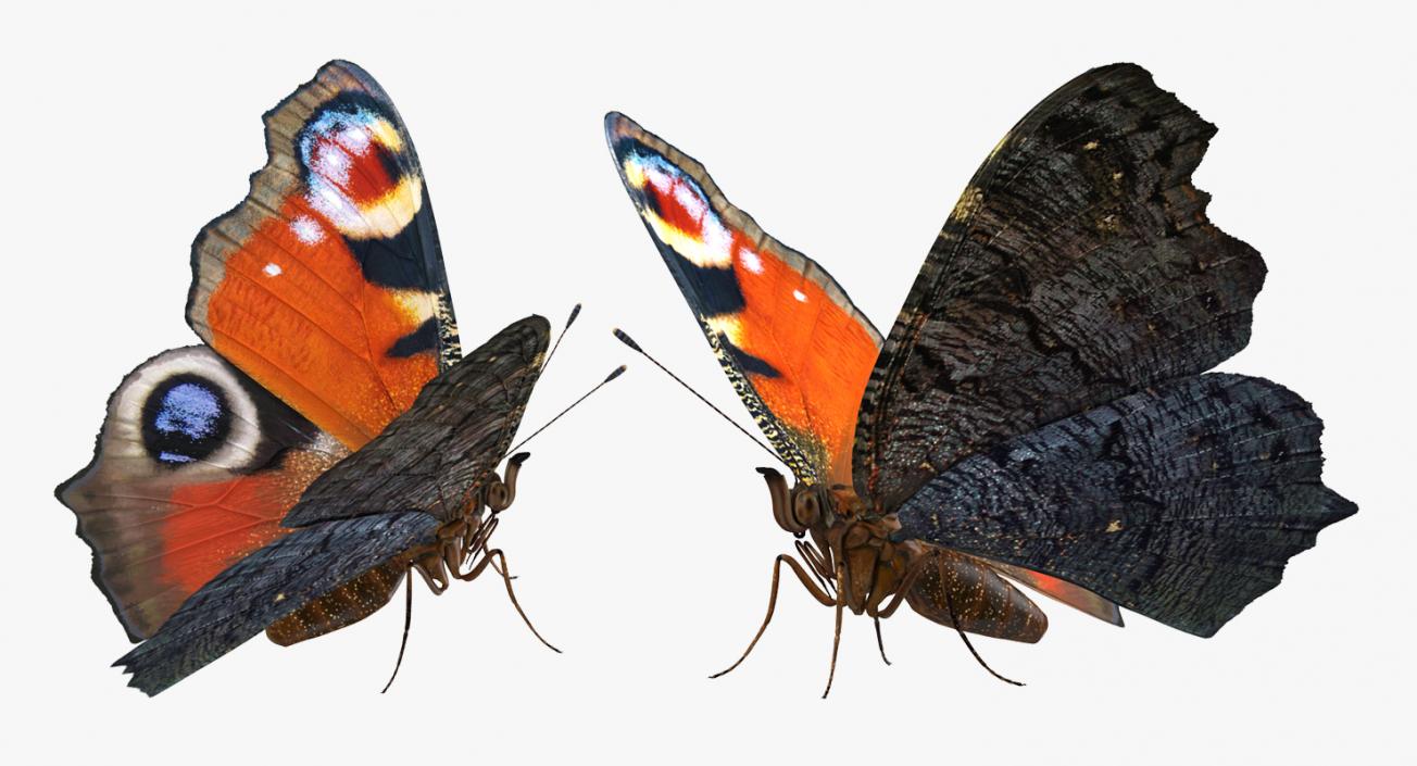 3D European Peacock Butterfly Rigged model