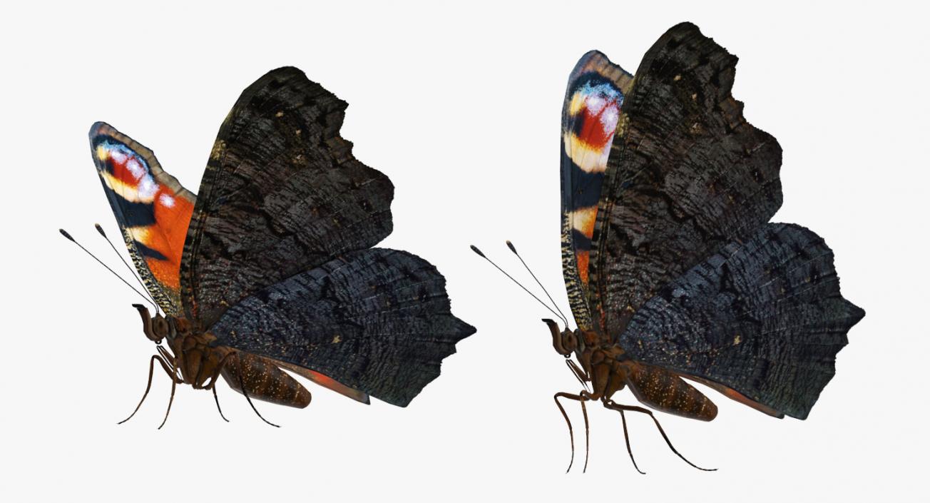 3D European Peacock Butterfly Rigged model