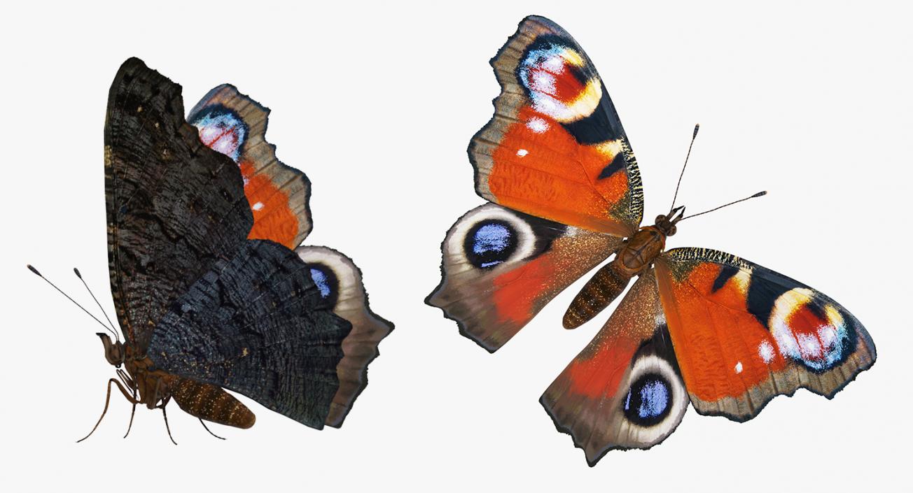 3D European Peacock Butterfly Rigged model