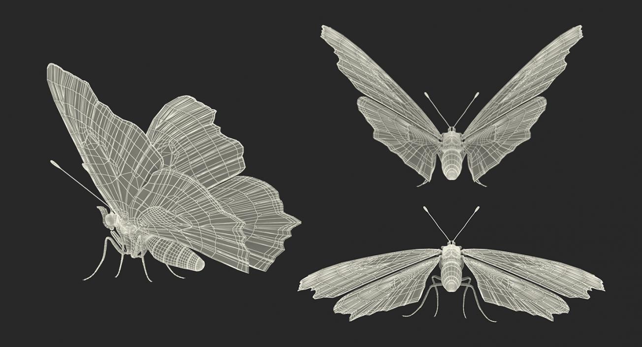 3D European Peacock Butterfly Rigged model