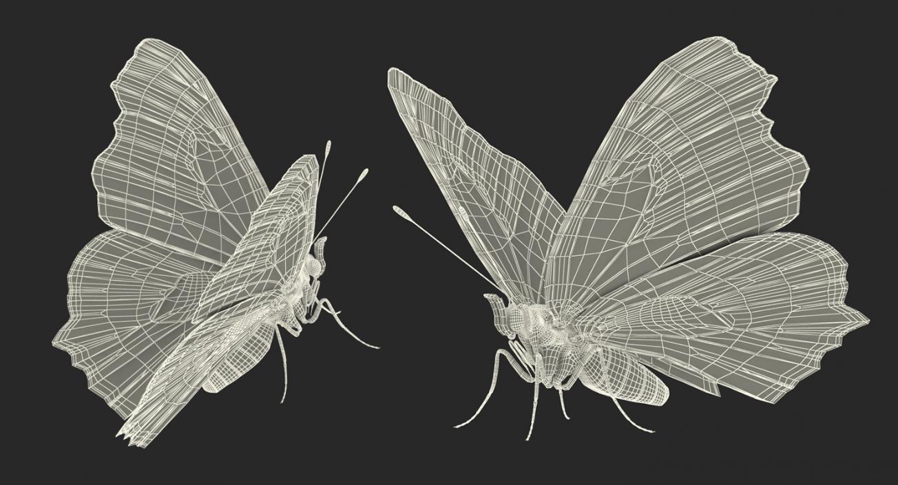 3D European Peacock Butterfly Rigged model