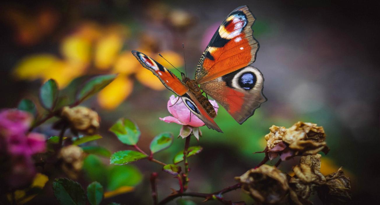 3D European Peacock Butterfly Rigged model