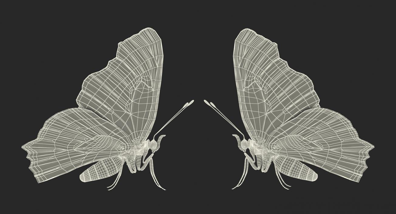 3D European Peacock Butterfly Rigged model