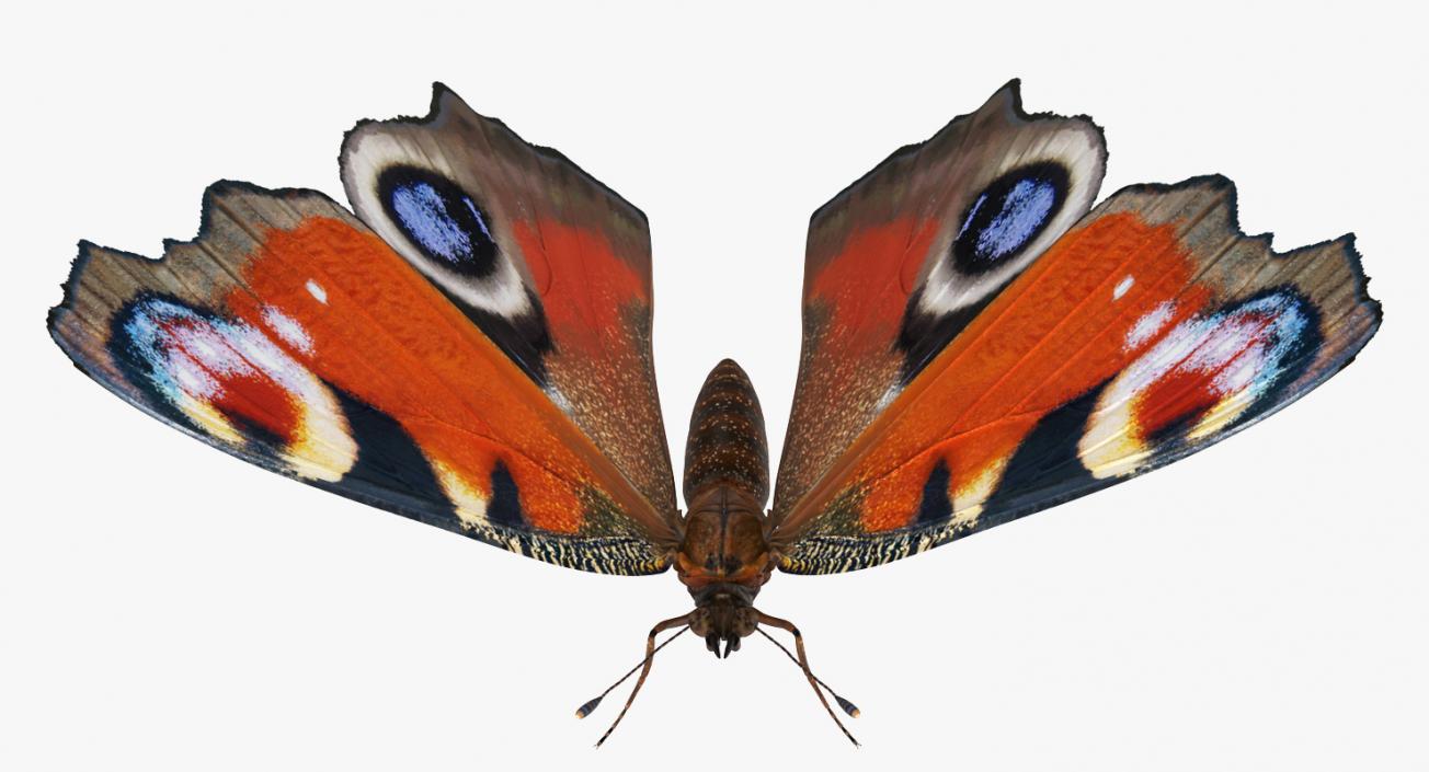 3D European Peacock Butterfly Rigged model