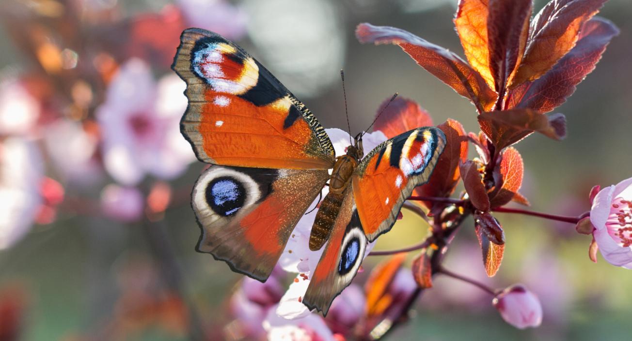 3D European Peacock Butterfly Rigged model